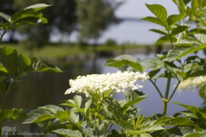 Holunder-Blüte am Plauer See