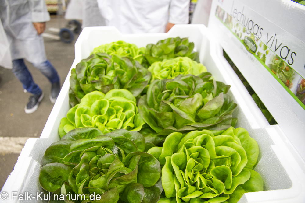 Salat auf dem Rungis Markt in Paris