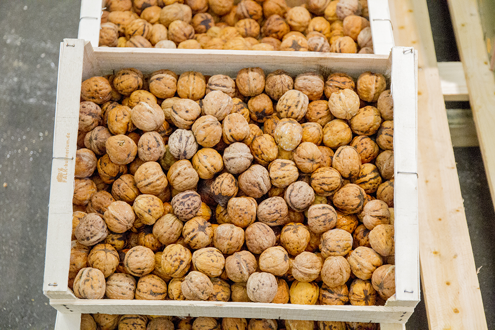 Walnuss