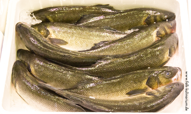 Woran erkennt man frischen Fisch?