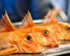 Woran erkennt man frischen Fisch?